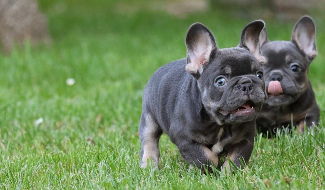 Francouzský buldoček 1 - O francouzském buldočku