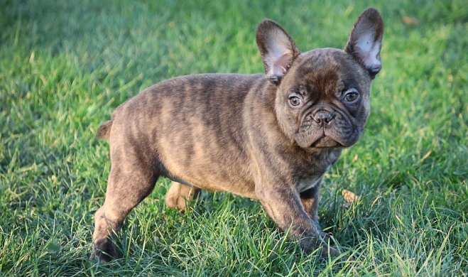 Francouzský buldoček 3 - Druhy