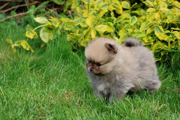 Pomeranian 1 - O pomeranianovi