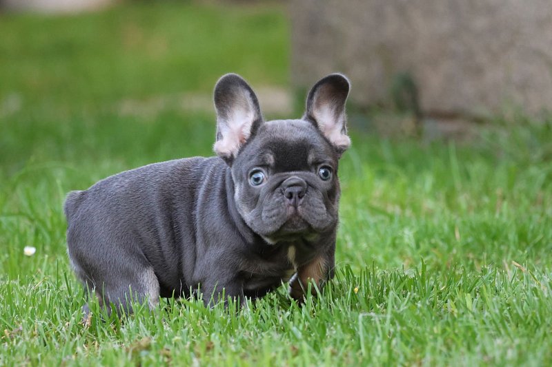 Francouzský buldoček