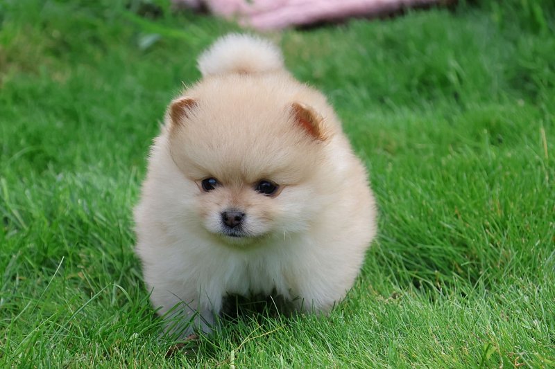 Pomeranian