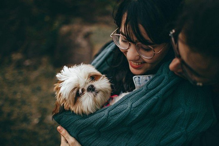 Dog breeds for beginners Dog breeds for beginners