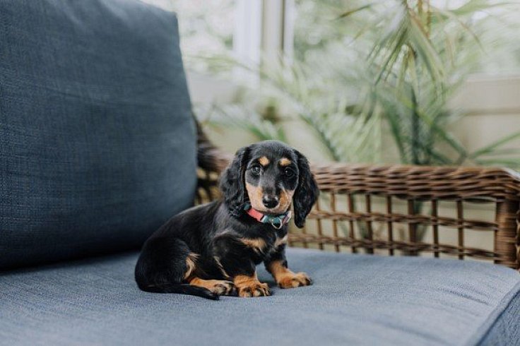 How to care for a puppy How to care for a puppy