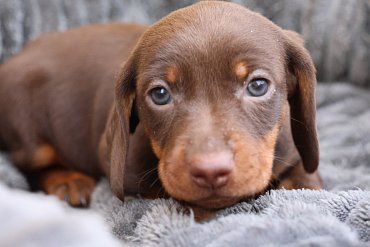 Jezevčík Krátkosrstý Čokoládový F 4