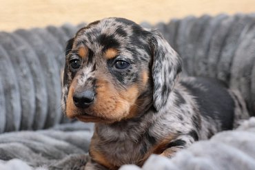 Jezevčík Krátkosrstá Černá Merle F 3