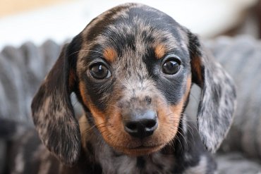 Jezevčík Krátkosrstá Černá Merle F 2