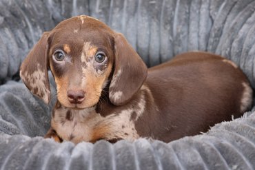 Jezevčík Krátkosrstý Čokoládový Merle F 1