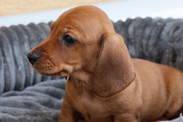 Jezevčík Krátkosrstý Červený F 5