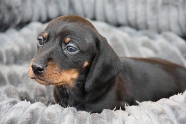 Jezevčík Krátkosrstý Černý F 7