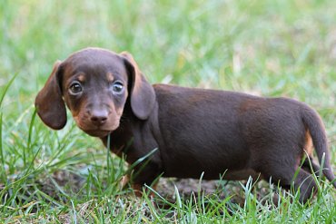 Jezevčík Čokoládová B 1