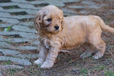 Cockapoo Červený A 1