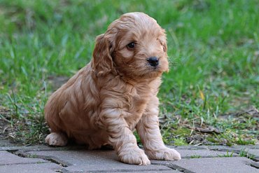 Cockapoo Červená A 2