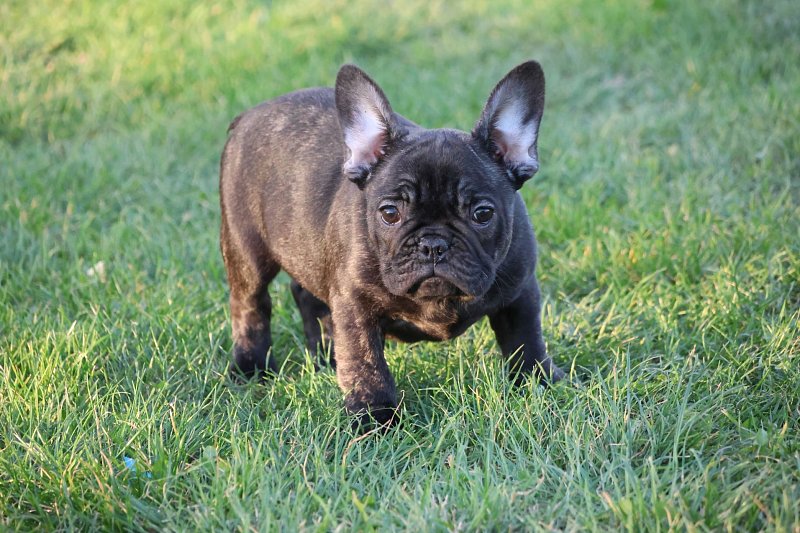 Francouzský buldoček