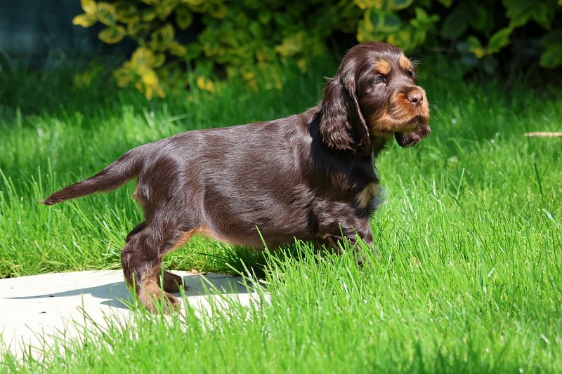 Anglický kokršpaněl