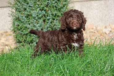 Cockapoo Cockapoo