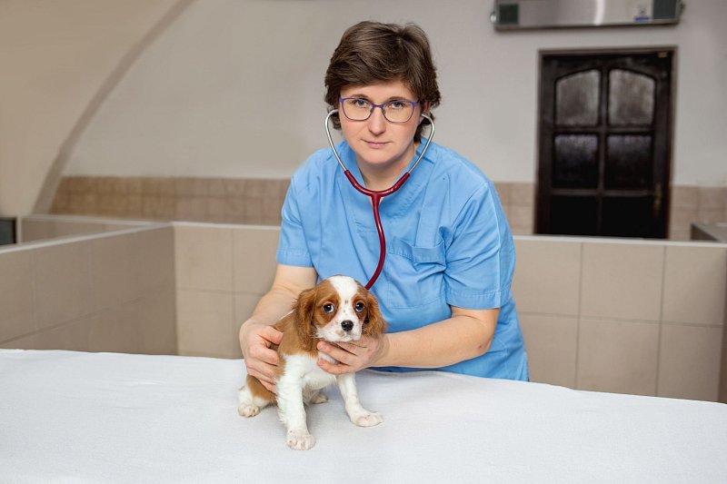 Záruka (Health Guarantee)